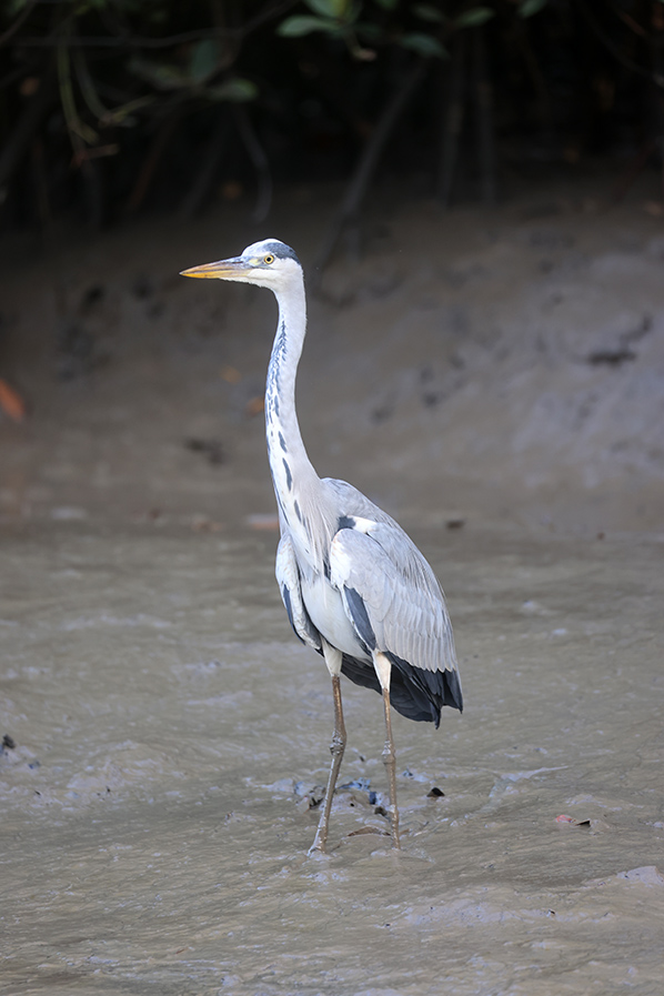 Grey Heron